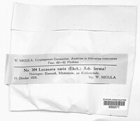 Lecanora varia image